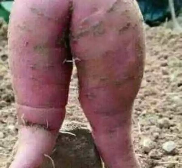 Photo Of The Day: Can You Eat This Type Of Potato?